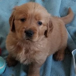 Golden Retrievers from Gracies Goldens