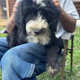 Orange - Black and white female Sheepadoodle puppy in Eleva, Wisconsin from Molly’s Doodles