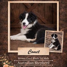 Comet - Black tri-color male Australian Shepherd puppy in Citra, Florida from AEW Farm