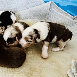 Boy 4 - male Miniature Australian Shepherd puppy in Port Saint Lucie, Florida from Charlene Brannon's Mini Australian Shepherds