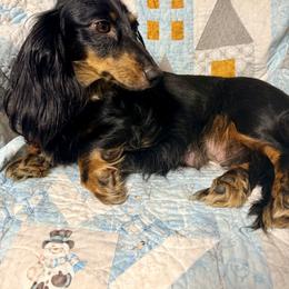 Freyja - Dachshund