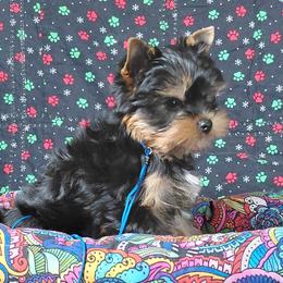 Dawson - Blue and gold male Yorkshire Terrier puppy in Pinellas Park, Florida from Silversands Yorkshire Terriers