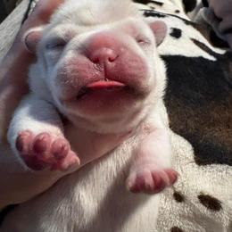 Fendi - Cream female French Bulldog puppy in Hemlock, Michigan from Top Billin' Frenchies, LLC