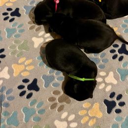 Girl 5 - Black female Labrador Retriever puppy in Mt. Olive, North Carolina from Goshen Swamp Retrievers