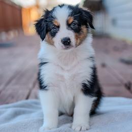 Hawke - Black tri-color male Australian Shepherd puppy in Crestwood, Kentucky from FireHart Aussies
