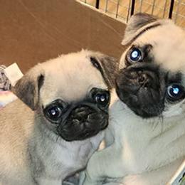 Pug Puppies from Ausband Farm Pugs