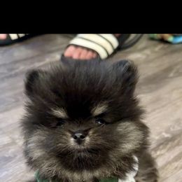 Loki - Black and tan parti male Pomeranian puppy in Sherman, Texas from Wynter Wonderland Poms