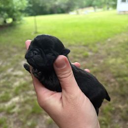 Basil - Black female Pug puppy in Randleman, North Carolina from Peachy Pugs