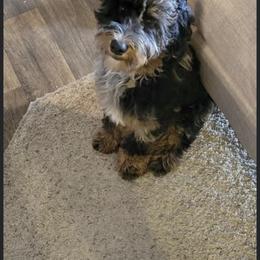 Bernedoodle Puppies from Over the Moon Poodles and Doodles