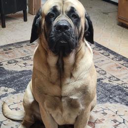 Bryn - Mastiff