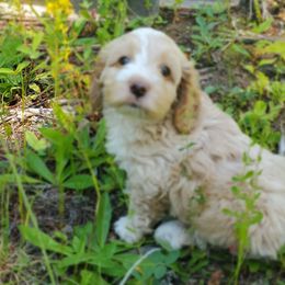 Cockapoo Puppies from Linda's Cockapoos