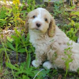 Cockapoo Puppies from Linda's Cockapoos