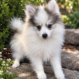 Colt - Gray and white male Pomsky puppy in La Verne, California from Red Cedar Pomskies