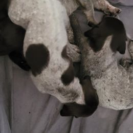 German Shorthaired Pointer Puppies from Stoney Fork German Shorthaired Pointers