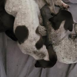 German Shorthaired Pointer Puppies from Stoney Fork German Shorthaired Pointers