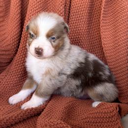 Cedar - Red merle male Australian Shepherd puppy in Oxford, Florida from SoCo Aussies