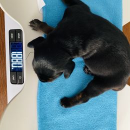 Doberman Pinscher Puppies from TeatreeDoberman