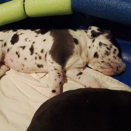 Great Dane Puppies from Waldhaus