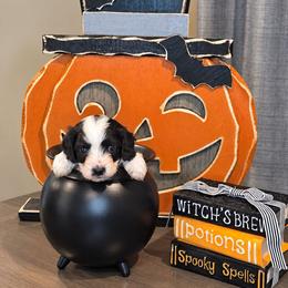 Blue- Harvest - male Cavapoochon puppy in Kountze, Texas from CaviCajun Kennels