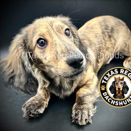 Mocha 2500 - Cream male Dachshund puppy in Houston, Texas from Texas Regal Dachshunds LLC
