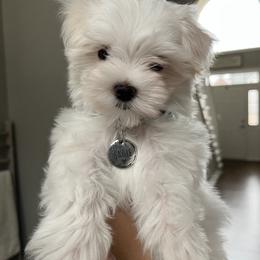 Maltese Puppies from TCBs Glowing  Maltese