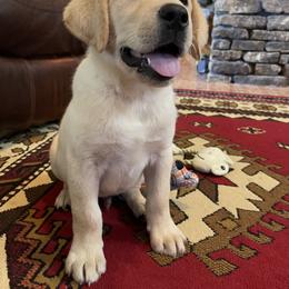 Thunder - Labrador Retriever puppy in Harrison, Arkansas from Brandywine Labradors