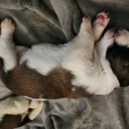 Saint Bernard Puppies from Amber's Saint Bernards