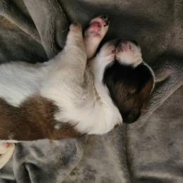 Saint Bernard Puppies from Amber's Saint Bernards