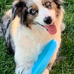 Australian Shepherds, Miniature Australian Shepherds, and Toy Australian Shepherds from KNJ Aussies