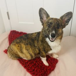 Rylee - American Corgi
