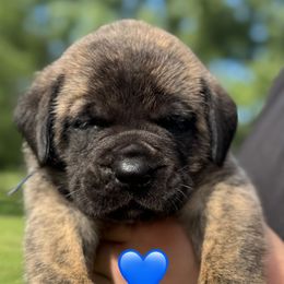 Luca - Brindle male Mastiff puppy in Carthage, Missouri from Mama’s Mastiffs
