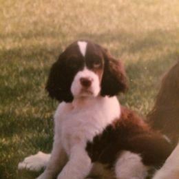 English Springer Spaniel Puppies from Aspen ESS