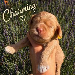 Charming - Golden male Cockapoo puppy in Millville, California from Hope Lane Kennels