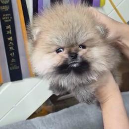 Benny - Orange male Pomeranian puppy in Phoenix, Arizona from Haus of Pomeranians