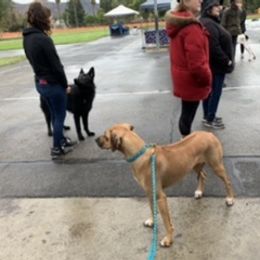 Rhodesian Ridgeback Puppies from Lyonnese Rhodesian Ridgebacks