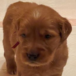 Golden Retrievers from Blanco River Field Golden Retrievers