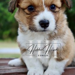 Red sable fluff girl no tail - Red female Pembroke Welsh Corgi puppy in Locust Grove, Oklahoma from Hidden Hillsides Corgis