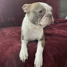 Boston Terrier All Grown Up from Boston Puppies