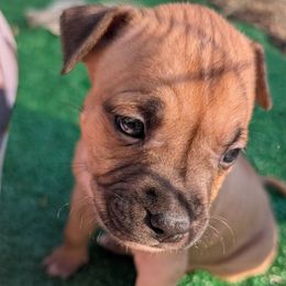 Zelda - Fawn female American Staffordshire Terrier puppy in Hohenwald, Tennessee from AptiBull Terriers