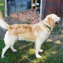 Aussiedoodles and Goldendoodles from S & B Doodles