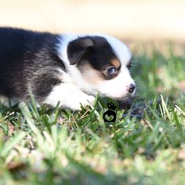 Pembroke Welsh Corgi Puppies from PWC Wiggle Butts