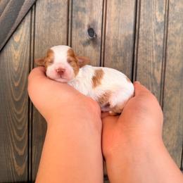 Athena - Blenheim female Cavapoo puppy in Spring Hill, Florida from Parisian Puppies