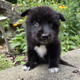 Mink - Black female Siberian Husky puppy in Addison, Michigan from Gray Run Siberian Huskies
