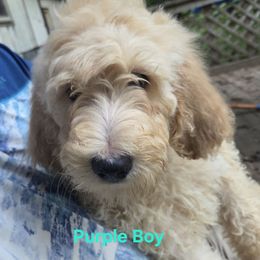 Purple boy - Cream male Double Doodle puppy in Kalamazoo, Michigan from Doodles of Sherwood Forest
