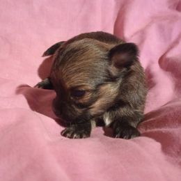 Sweet-Tea (sweetie) - Chocolate and tan female Chihuahua puppy in Williamsburg, Virginia from Chloe & Friends