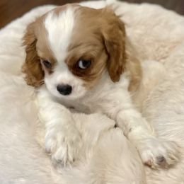 Cavalier King Charles Spaniel Puppies from Cassie’s Cavaliers