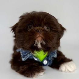 Meraki - Liver male Shih Tzu puppy in League City, Texas from Divine Pups