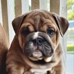 Hazel - Blue tri-color female Bulldog puppy in Norco, California from Alizah Bulldogs