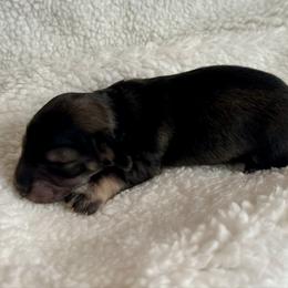 Ana-Cream Sable - Sable female Dachshund puppy in Wolf Lake, Indiana from Canisteo Dachshunds