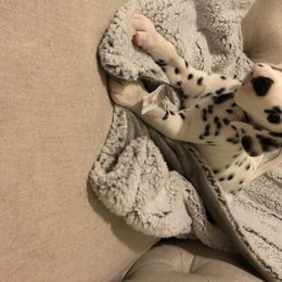 Dalmatian Puppies from Revere Dalmatians